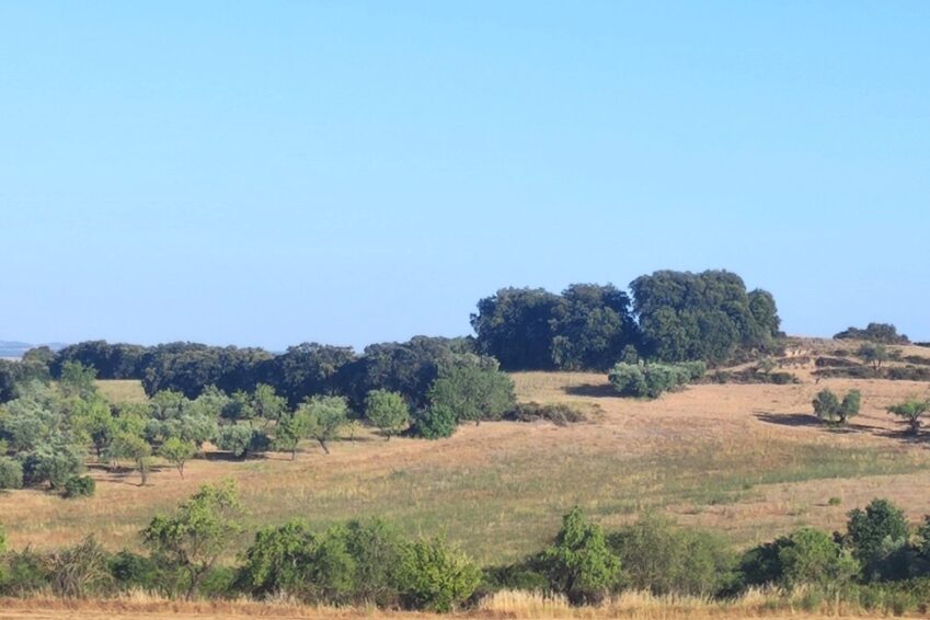 PARCELA 154