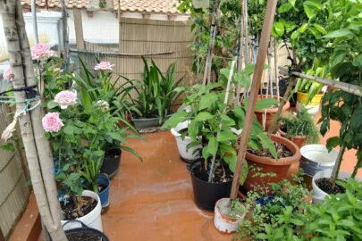 IMG_20230724_110209