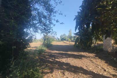 IMG_20250730_183301